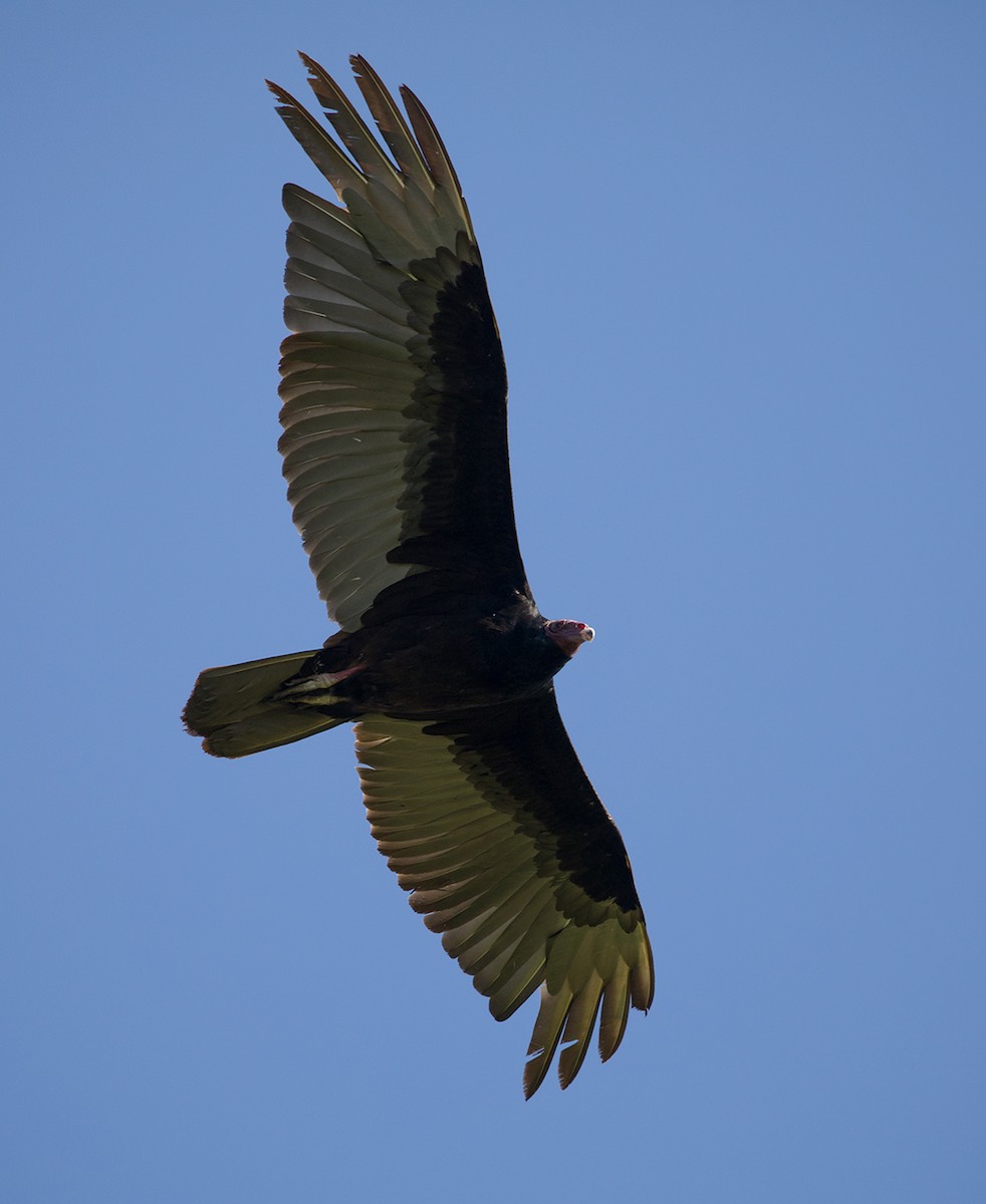 Turkey Vulture - ML88224891