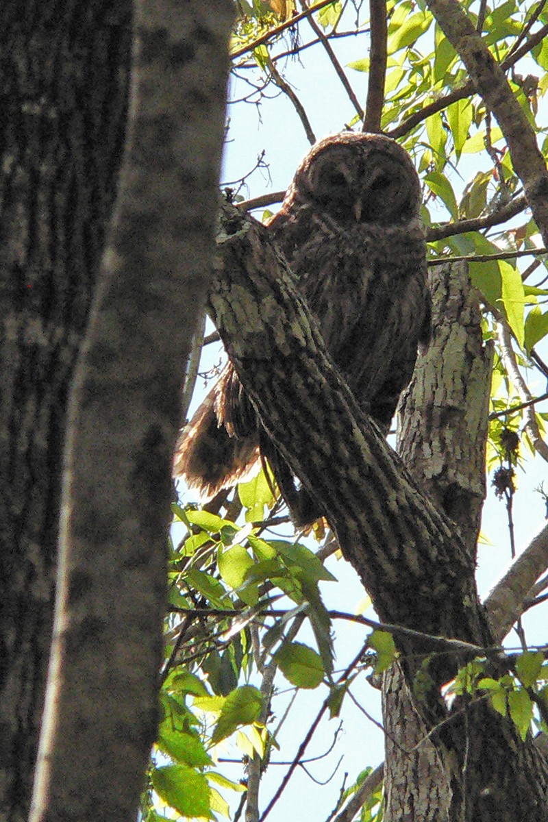 Barred Owl - ML88228961