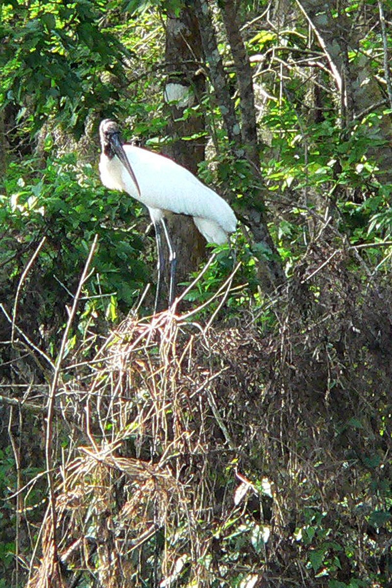 Wood Stork - ML88229441