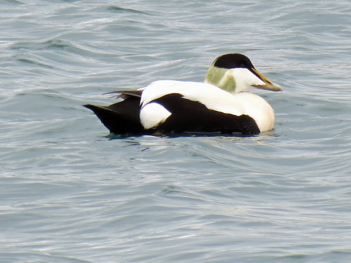 Common Eider - Simon Bradfield