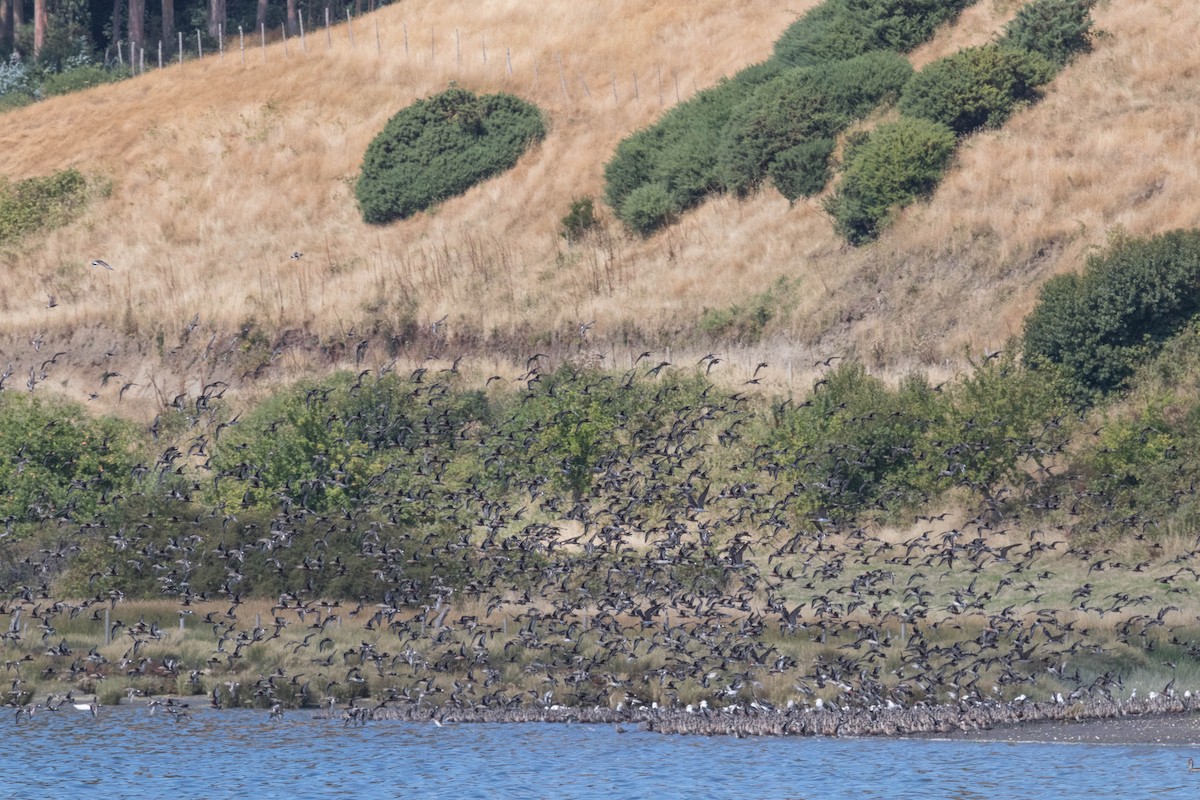 Hudsonian Godwit - ML88230011