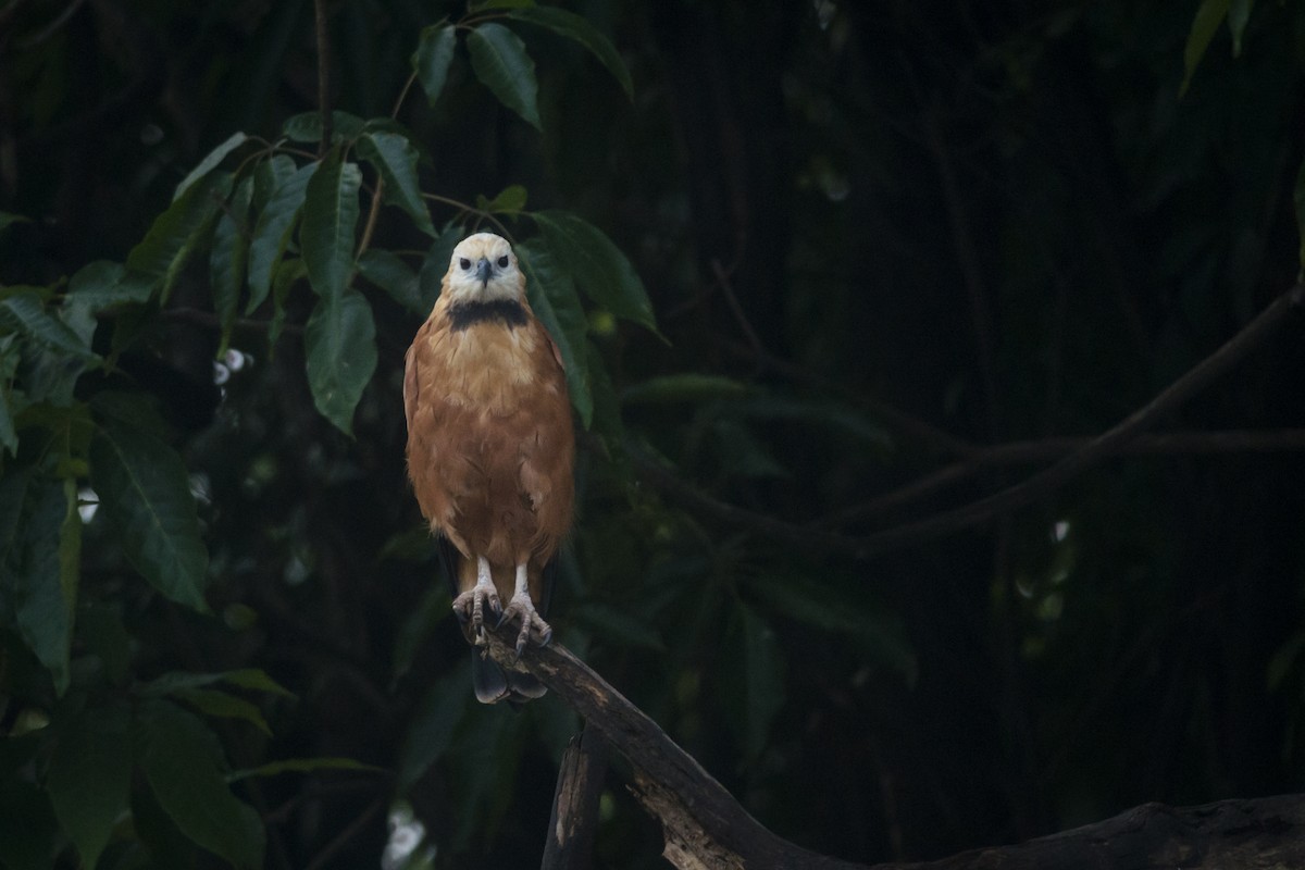 Black-collared Hawk - ML88230211