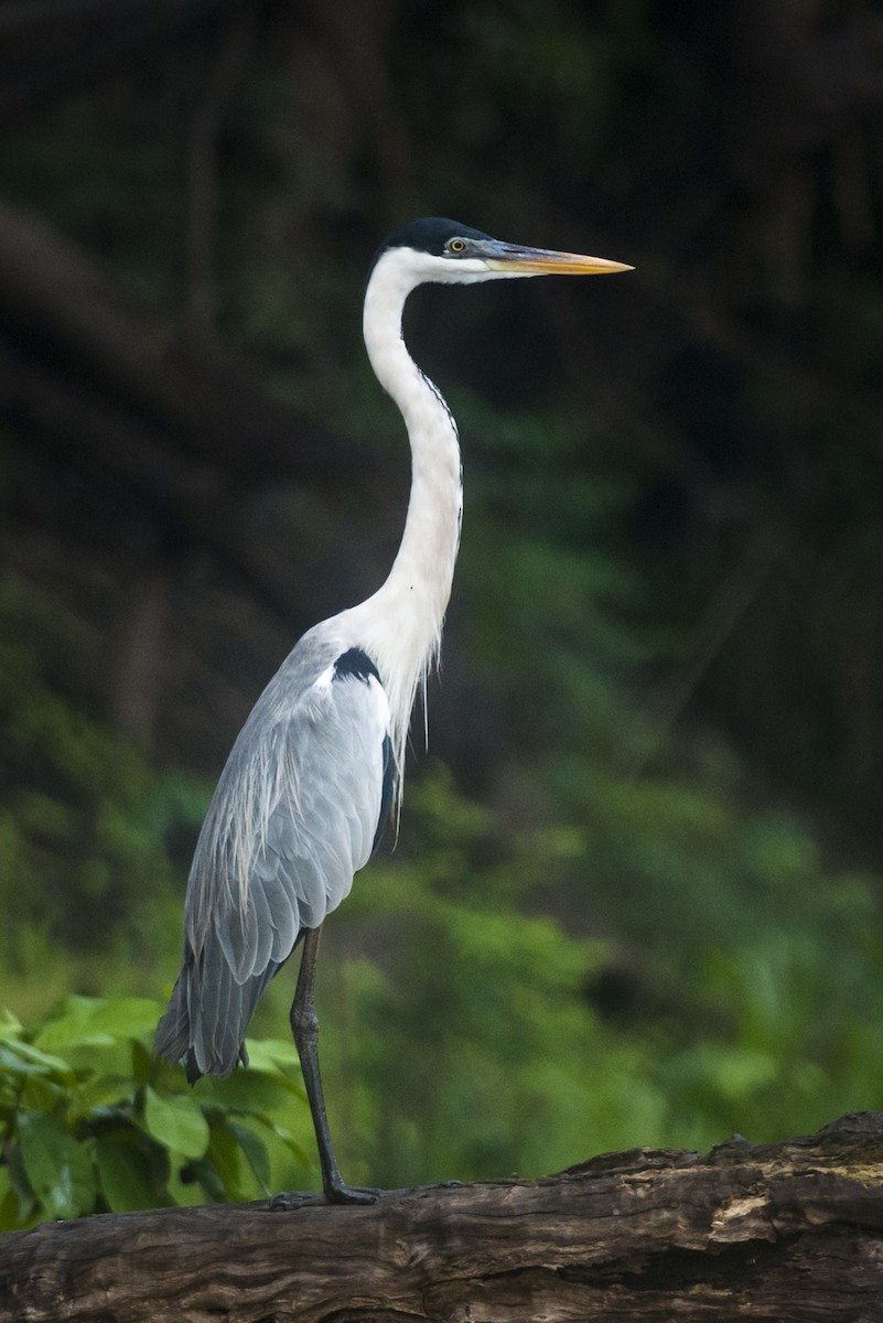 Cocoi Heron - Claudia Brasileiro