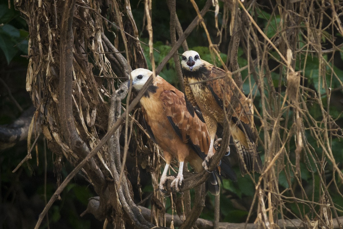 Black-collared Hawk - ML88230291