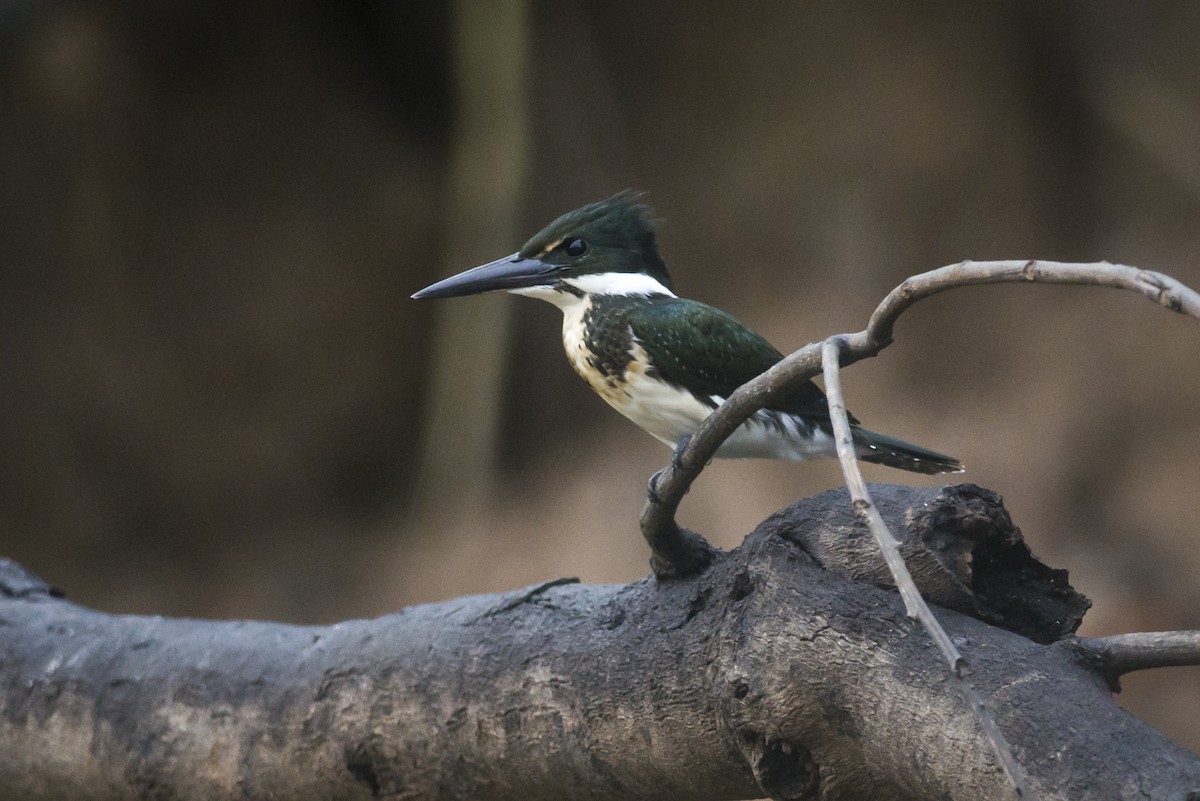 Amazon Kingfisher - ML88230361