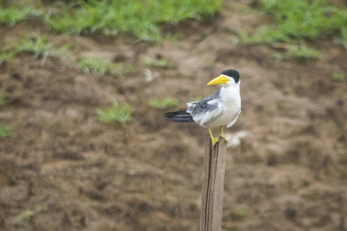 Large-billed Tern - ML88230451