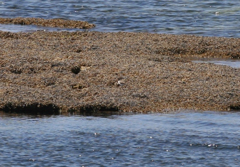 Common Sandpiper - ML88230461