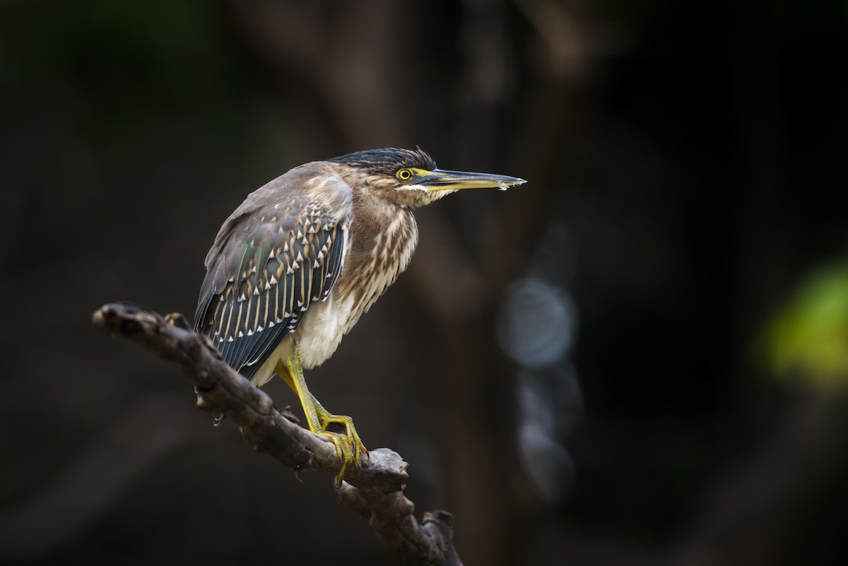 Striated Heron - ML88230521