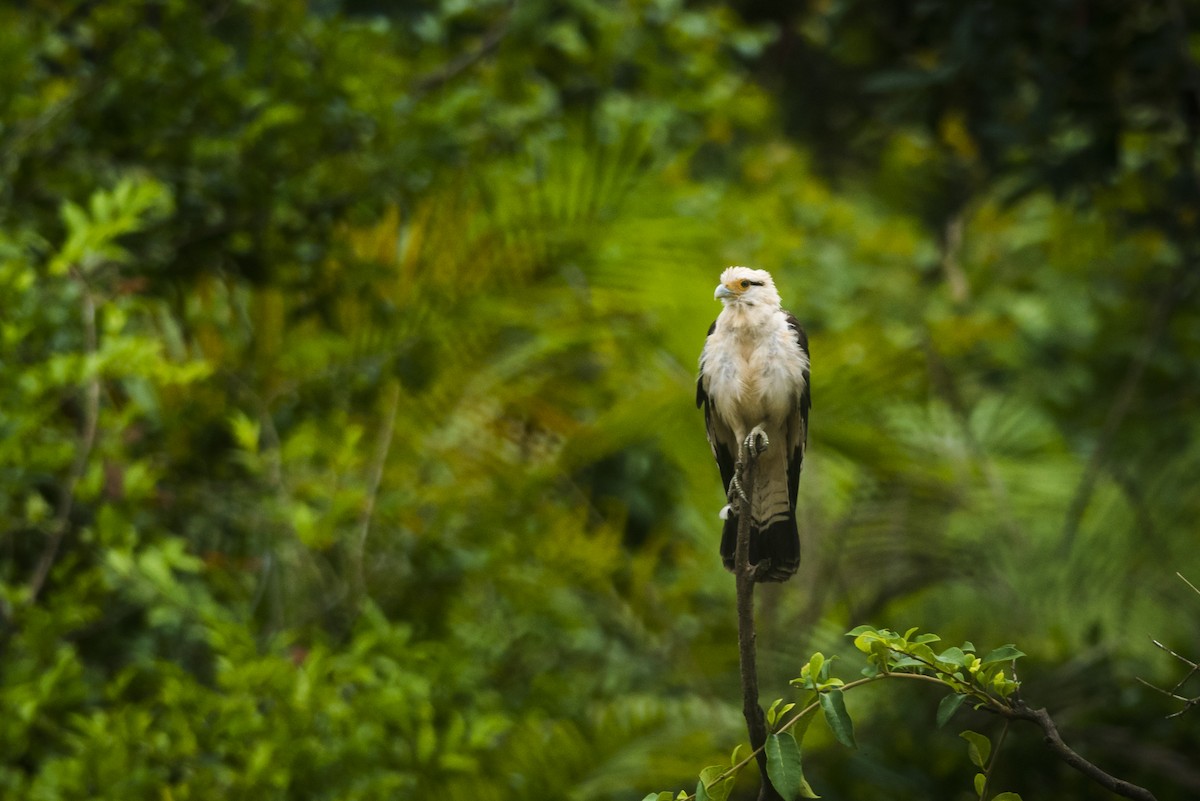 Caracara Chimachima - ML88230581