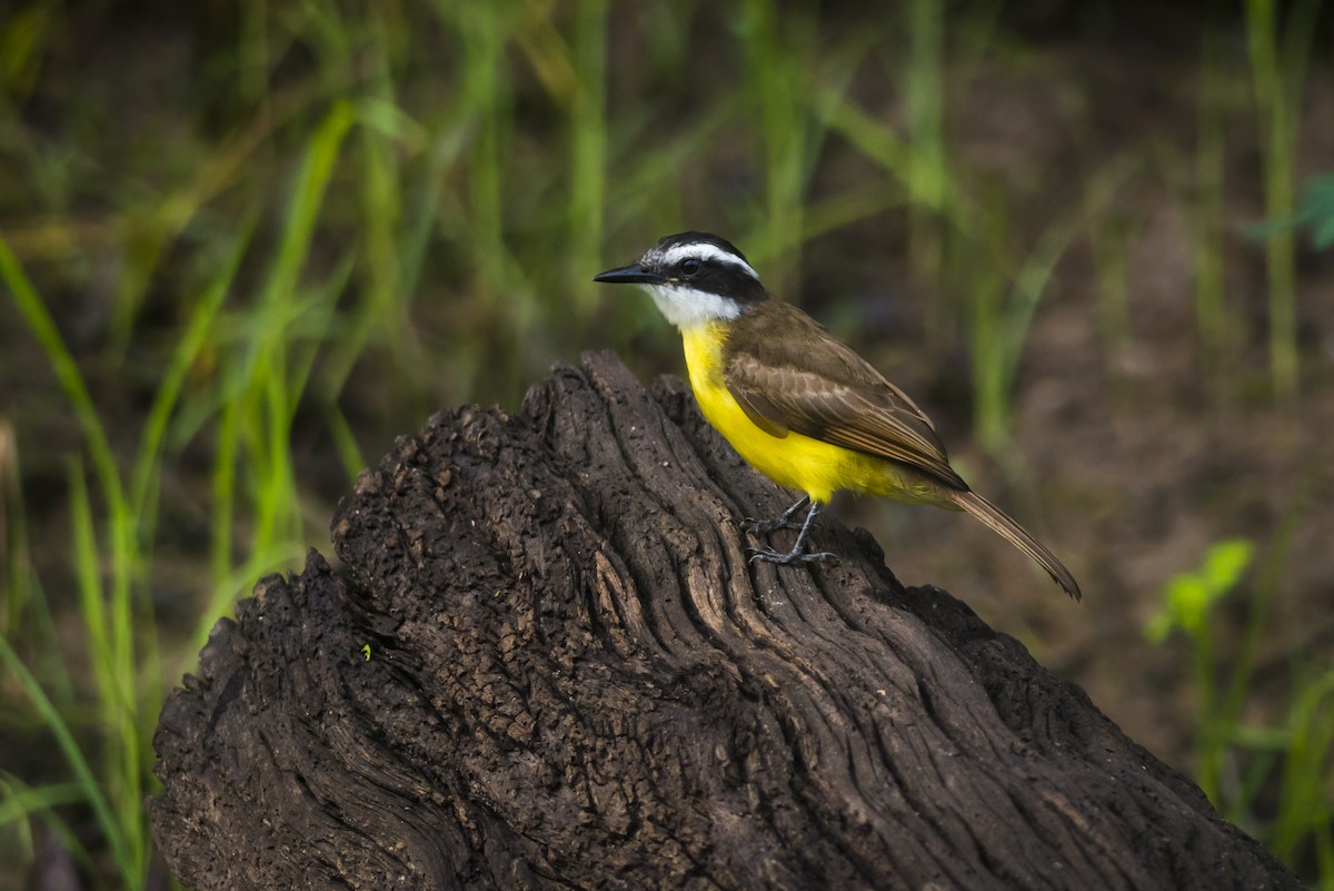 Lesser Kiskadee - Claudia Brasileiro