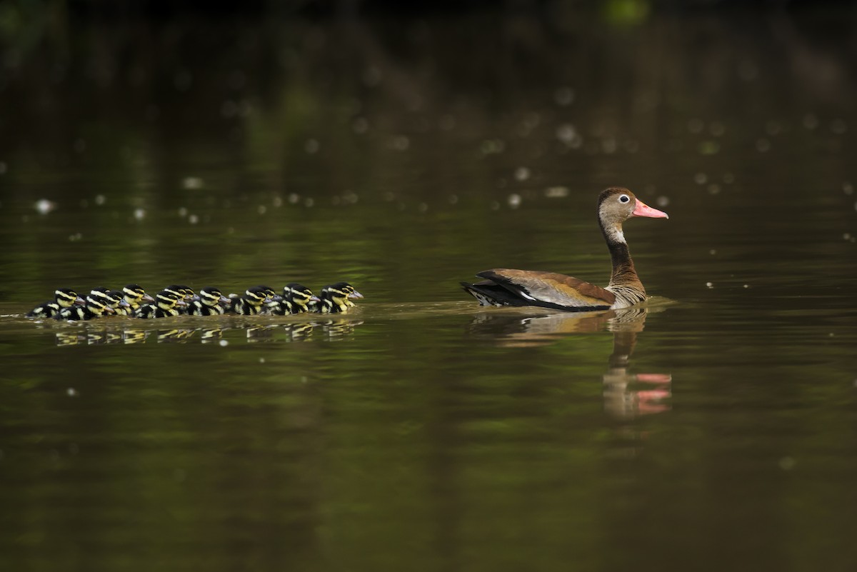 Black-bellied Whistling-Duck - ML88230771