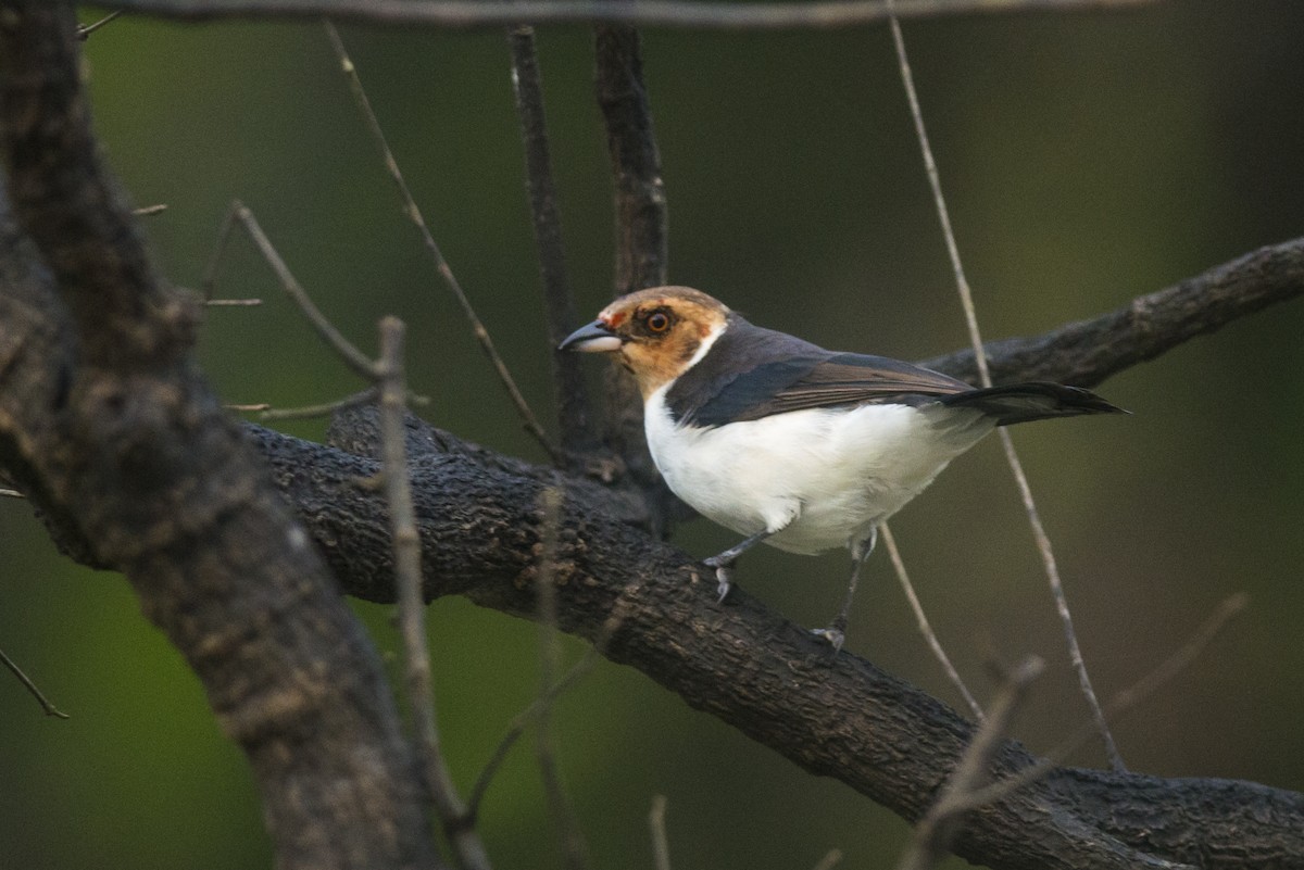 Red-capped Cardinal - ML88230831