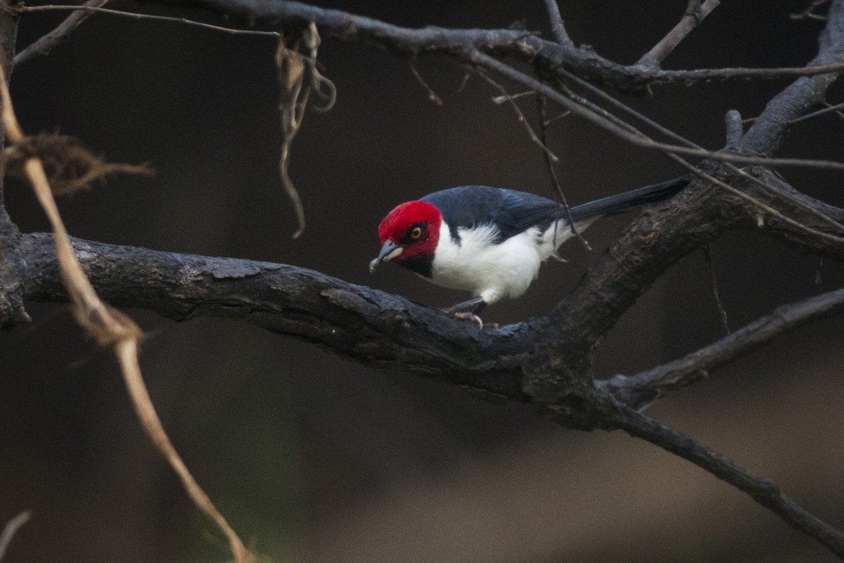 Red-capped Cardinal - ML88230841