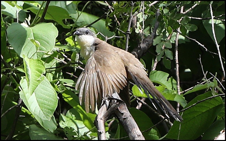 Dark-billed Cuckoo - Tom Pavlik