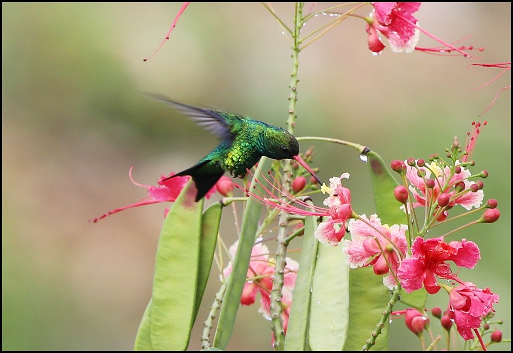 Glittering-bellied Emerald - Tom Pavlik