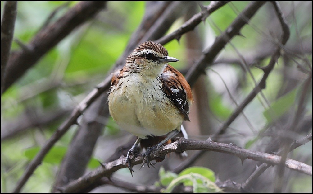 Stripe-backed Antbird - Tom Pavlik