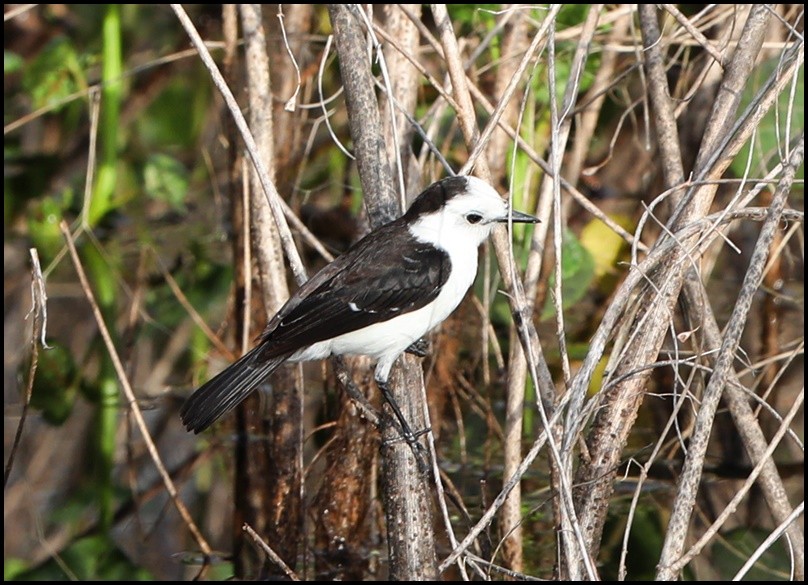 Black-backed Water-Tyrant - Tom Pavlik