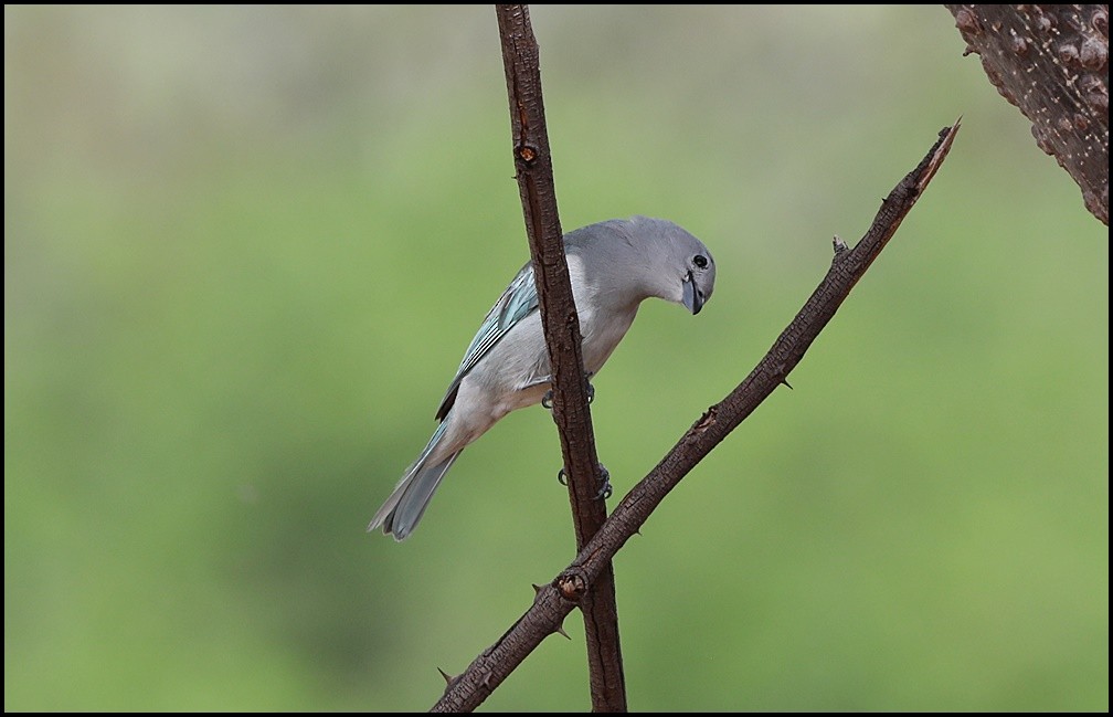 Sayaca Tanager - Tom Pavlik