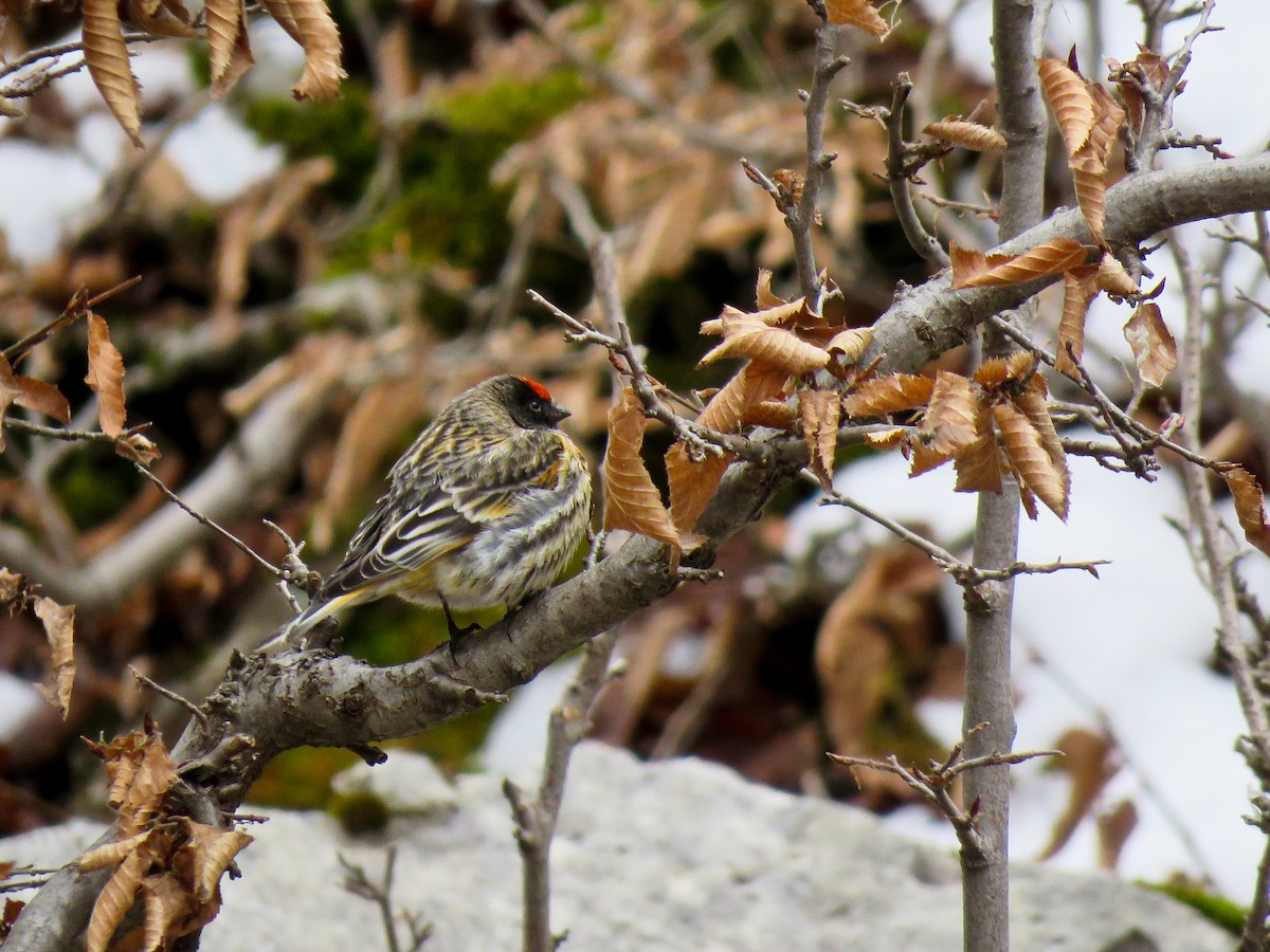 Fire-fronted Serin - ML88232181