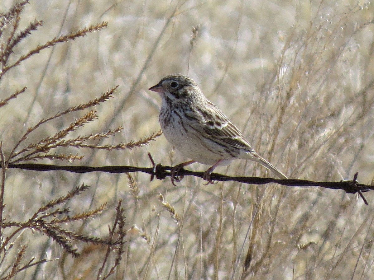 Vesper Sparrow - ML88232751