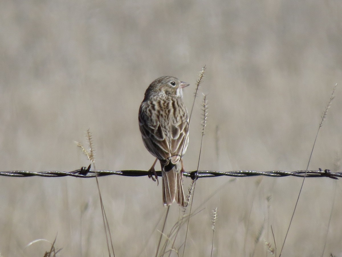 Vesper Sparrow - ML88233271