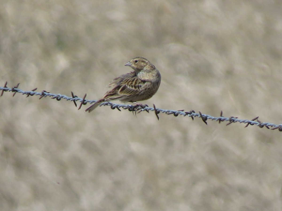 Chestnut-collared Longspur - ML88233391