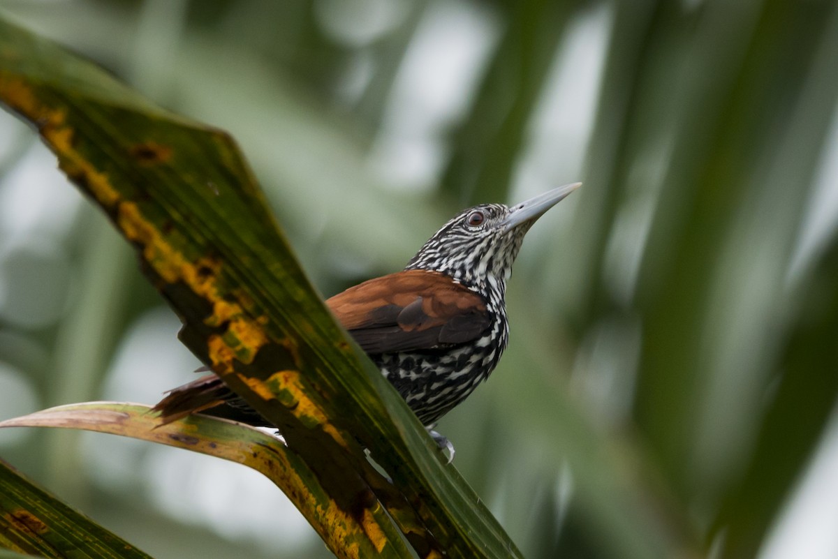 Point-tailed Palmcreeper - ML88233531