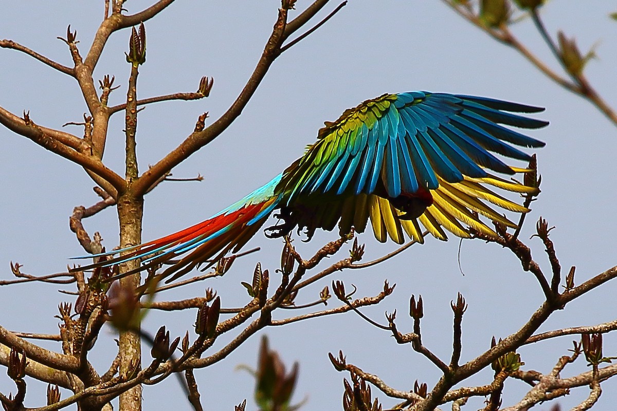 Great Green Macaw - ML88234241