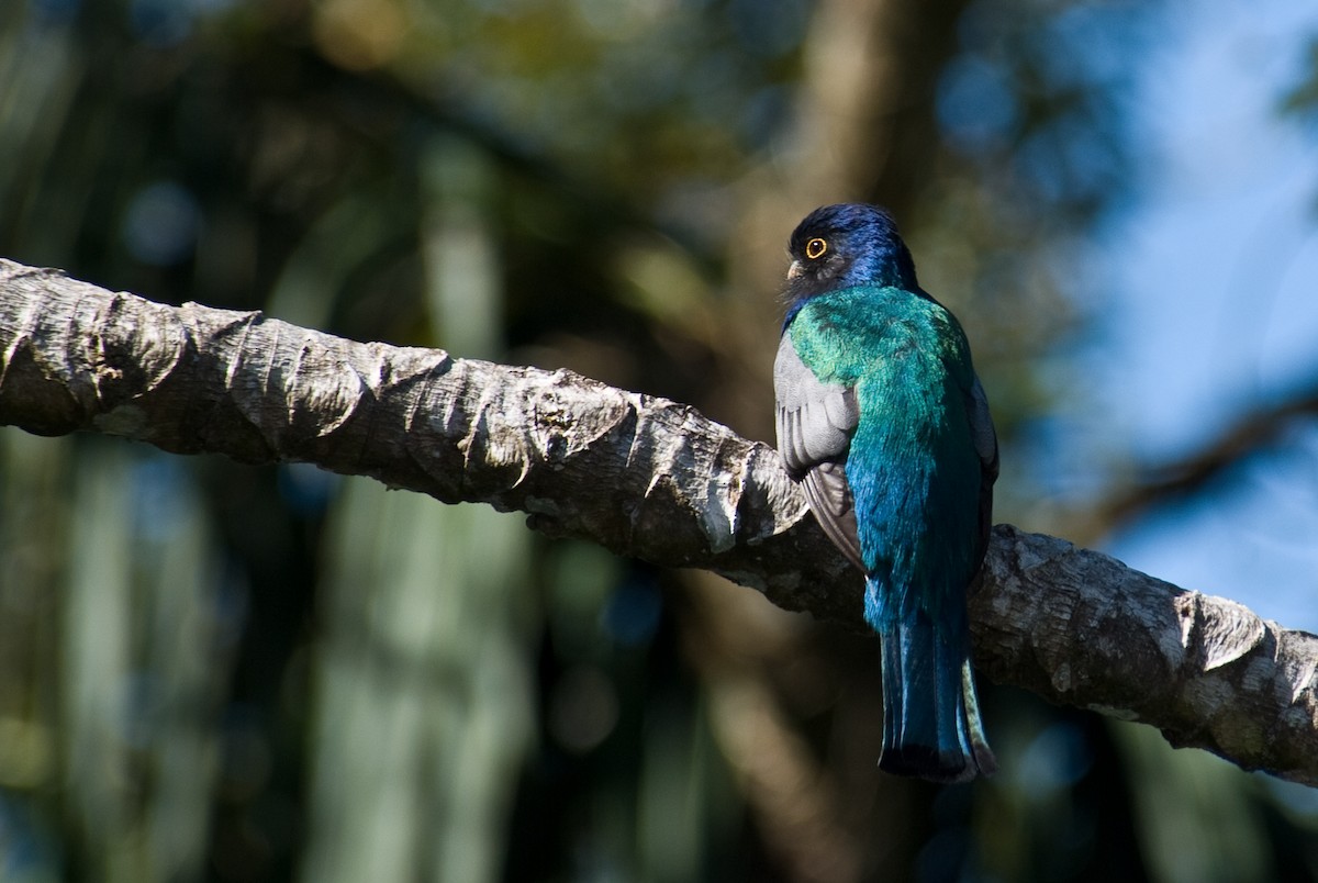 Surucua Trogon - Stephen Davies