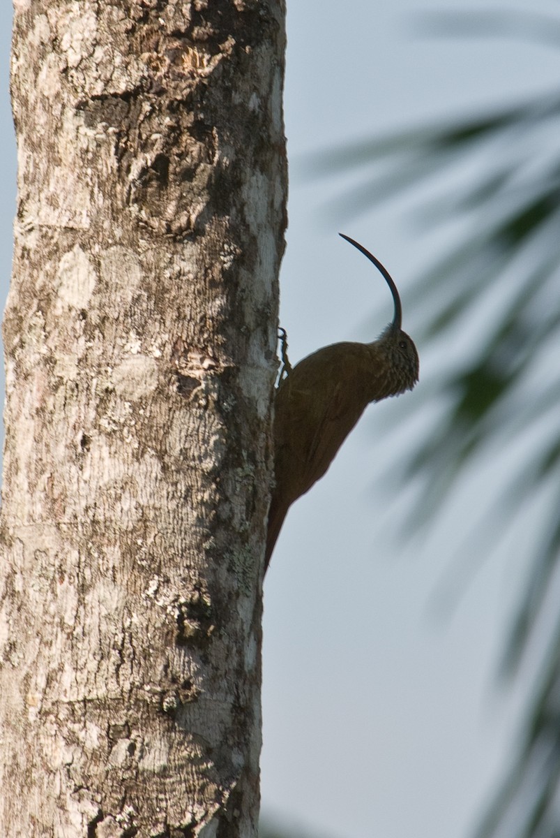 Black-billed Scythebill - ML88235701