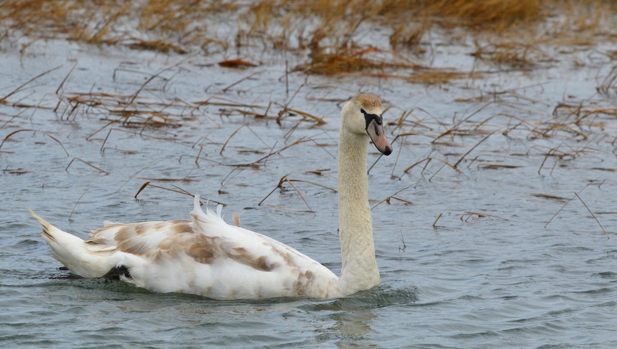 Mute Swan - ML88240391