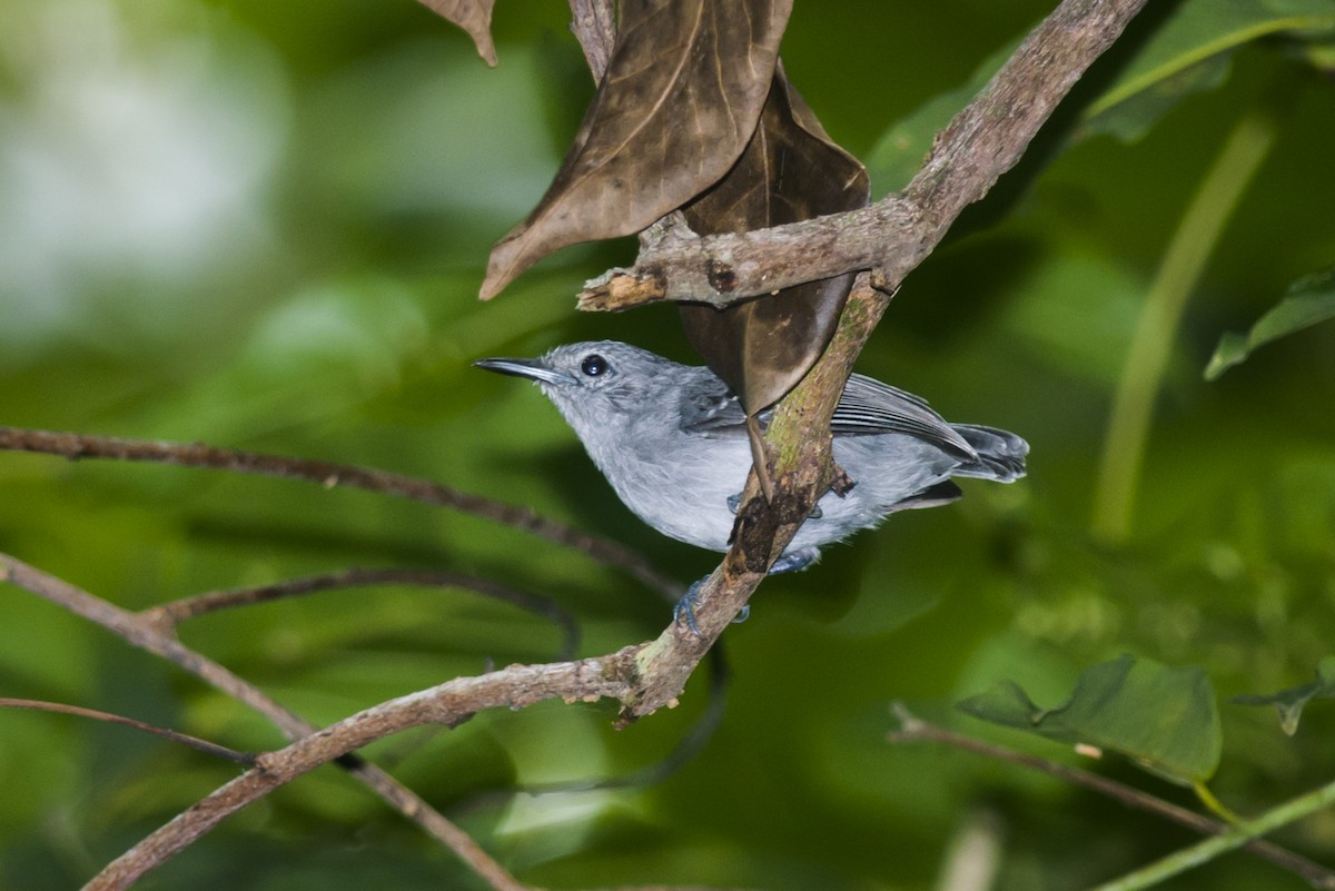 Leaden Antwren - Claudia Brasileiro