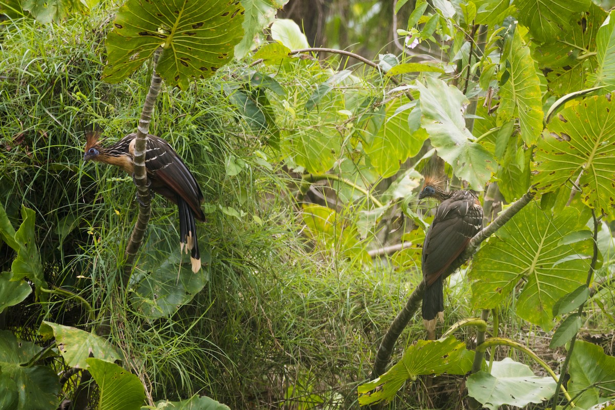 Hoatzin - ML88241371