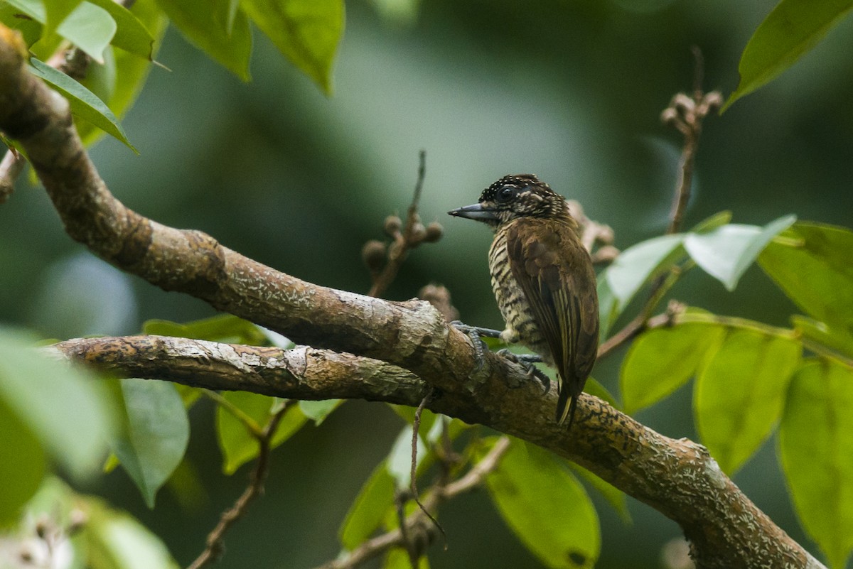 Lafresnaye's Piculet - Claudia Brasileiro