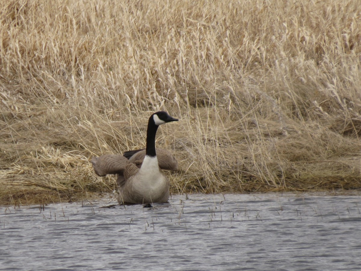 Canada Goose - Marya Moosman