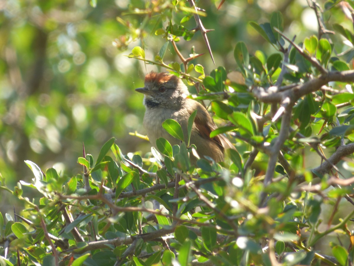 Sooty-fronted Spinetail - serafin robert