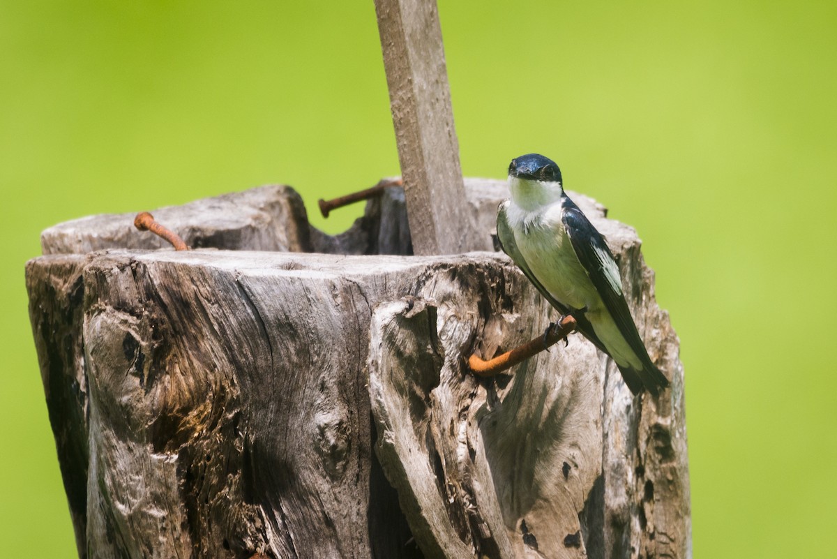 White-winged Swallow - ML88241901