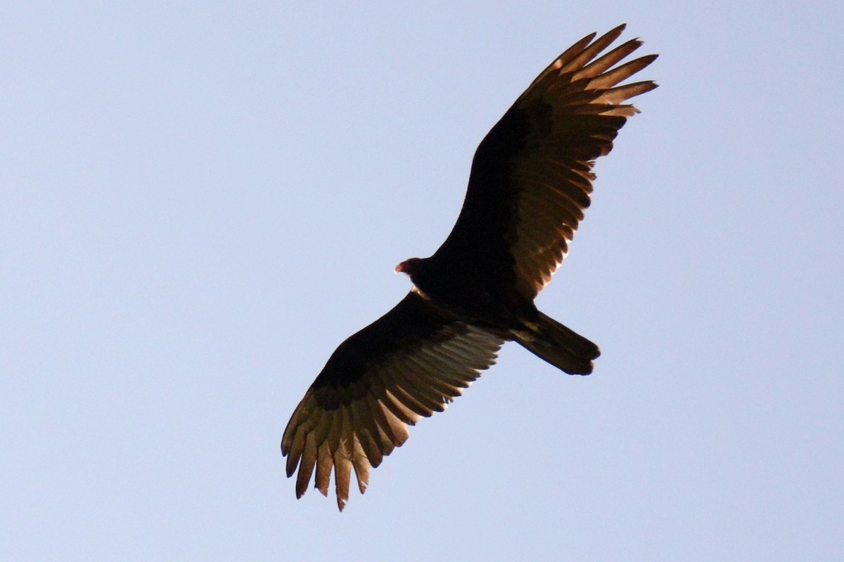 Turkey Vulture - ML88243021