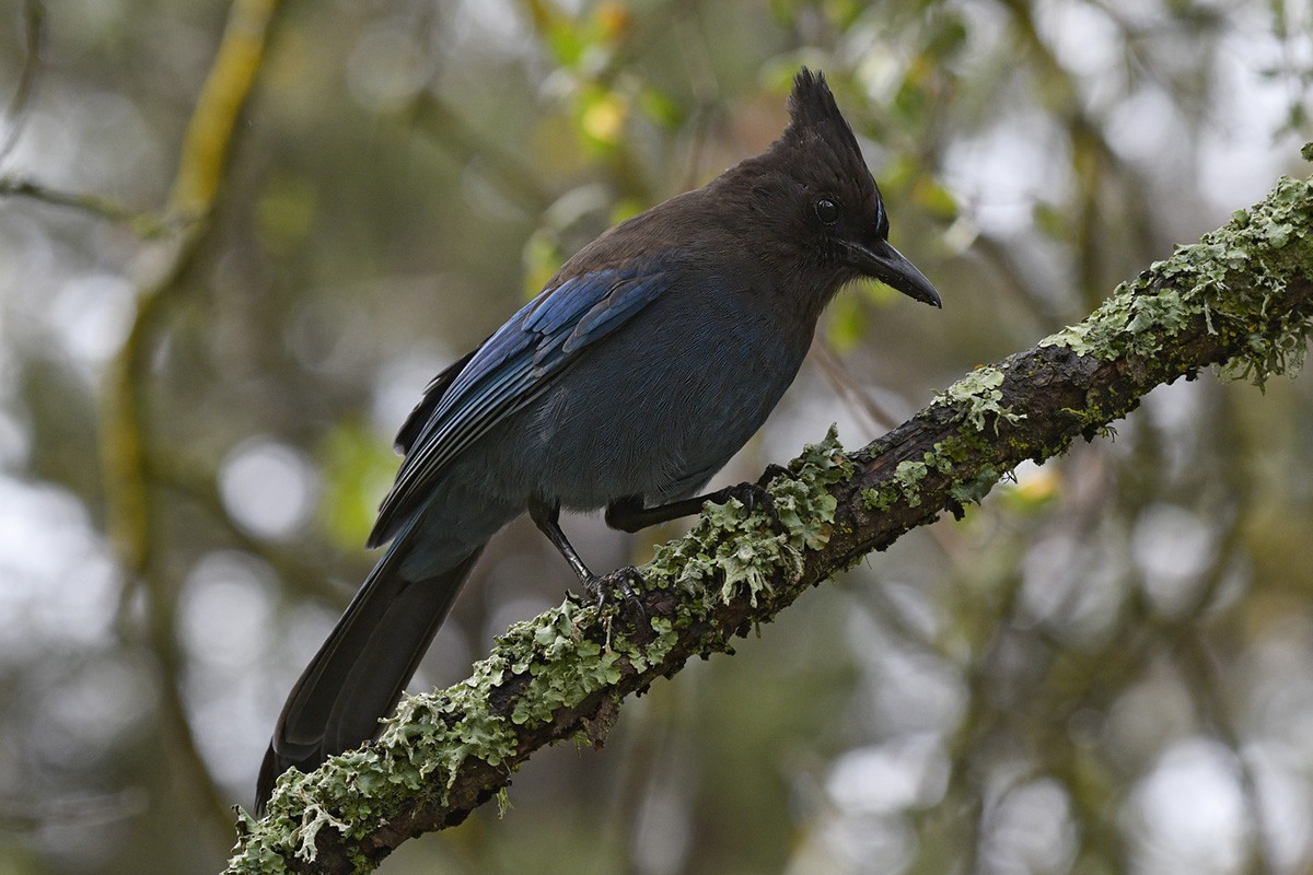 Steller's Jay - ML88244211