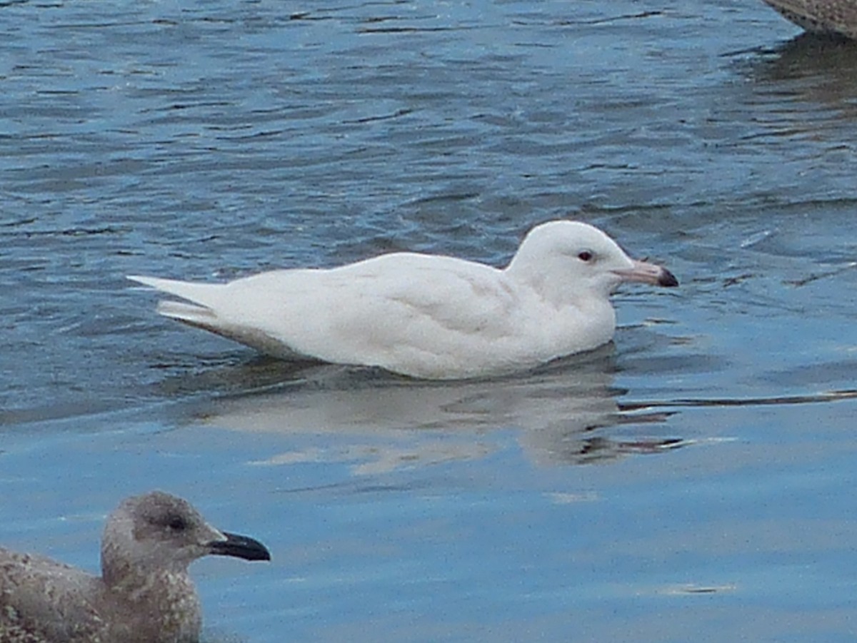 Glaucous Gull - Andy Frank