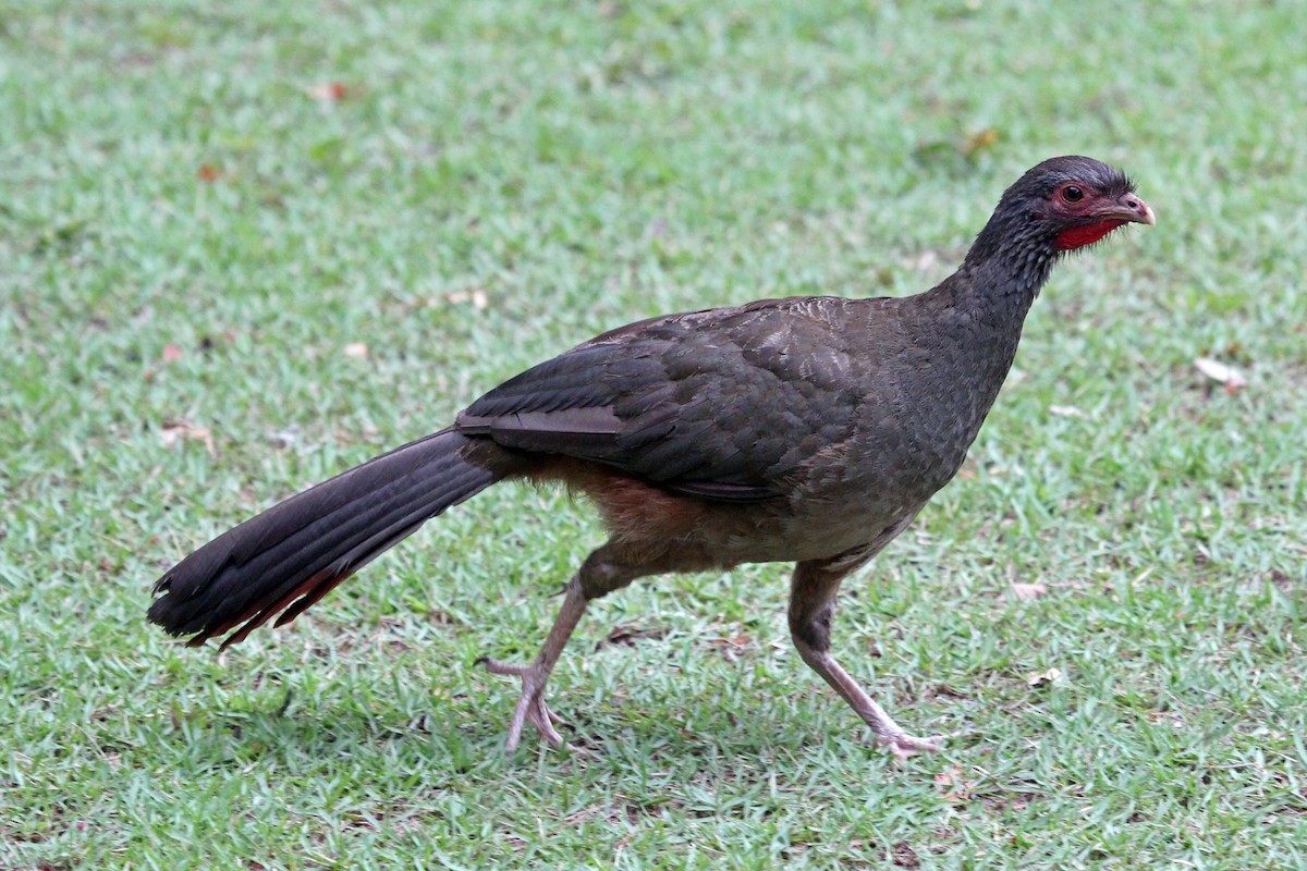 Chaco Chachalaca - ML88245971