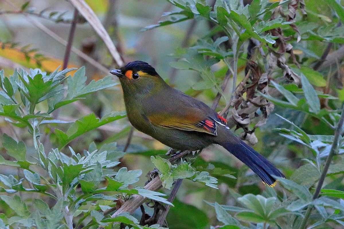 Bugun Liocichla - ML88246261