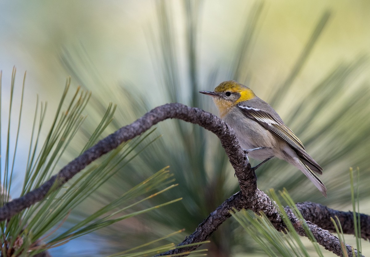 Olive Warbler - William Higgins