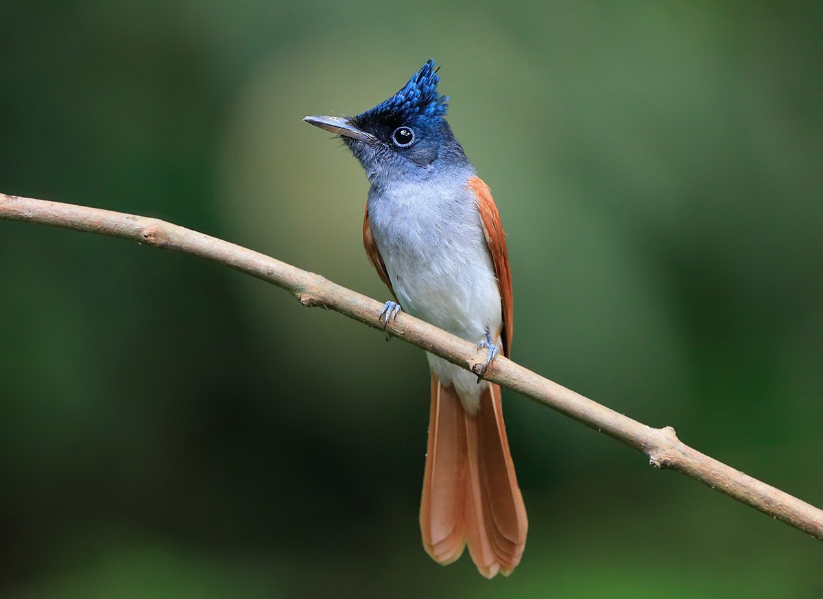 Indian Paradise-Flycatcher - ML88246891