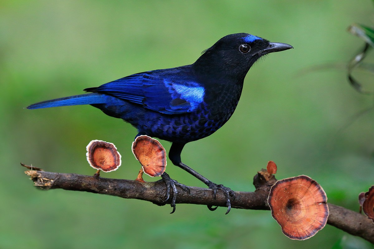 Малабарская синяя птица - ML88247121