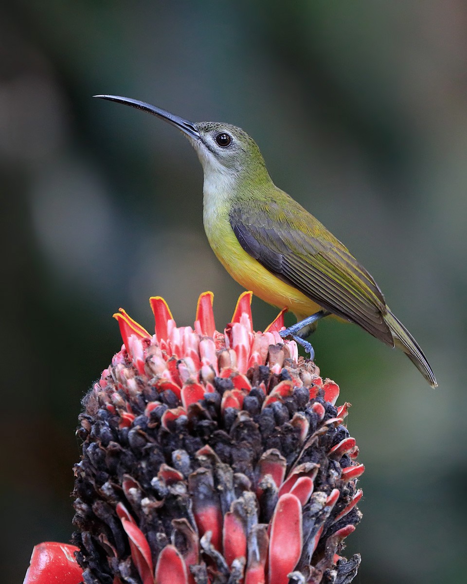 Little Spiderhunter - Gavin Emmons