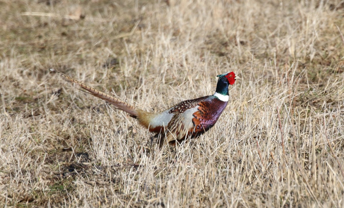 Ring-necked Pheasant - ML88247641