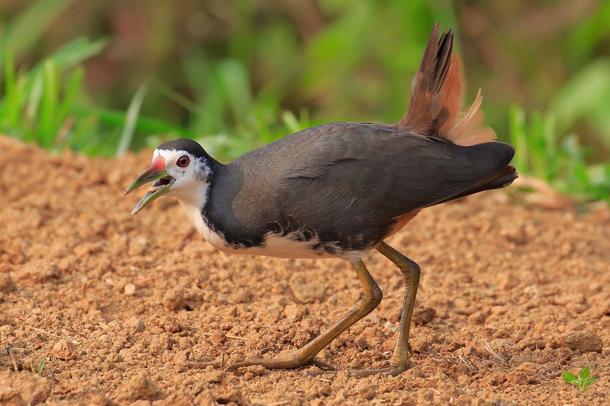 White-breasted Waterhen - ML88248571