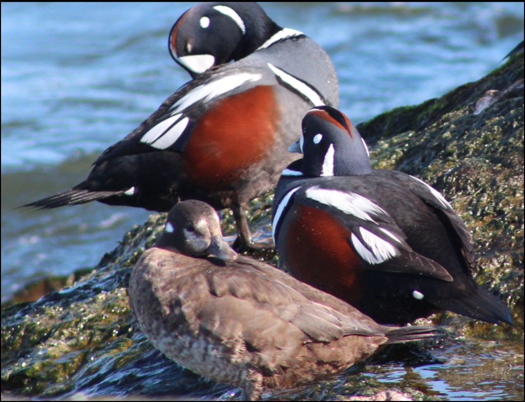 Harlequin Duck - ML88248981