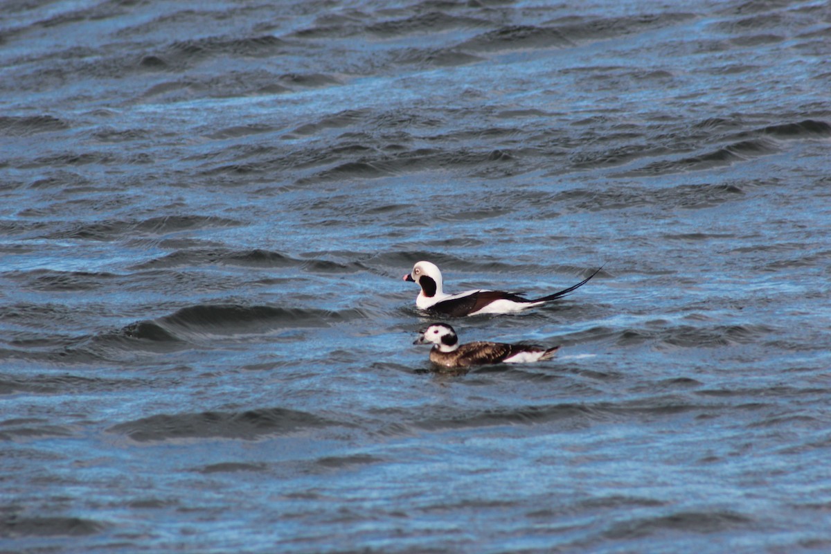 Long-tailed Duck - William Lewis